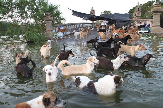 Dogs stranded by flooding in Thailand await help. Valley veterinarian Teri Weronko journeyed to the Asian nation this fall to help.