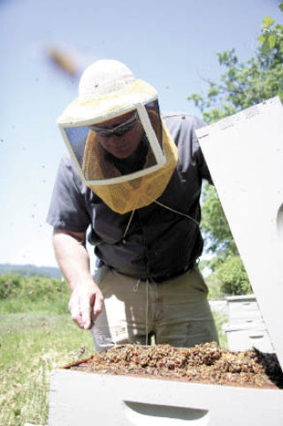 Beekeeper Cary Therriault inspects one of his thriving hives at Full Circle Farms in Carnation. While this colony is buzzing