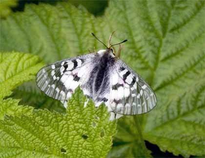 The Clodius Parnassian butterfly basks in the summer sun.