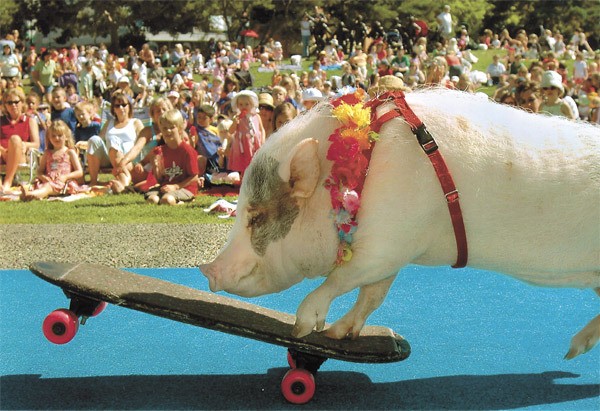 Michevous skater boar Snort will entertain the crowd as part of the North Bend Block Party