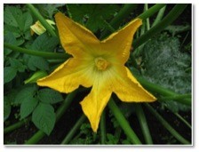 Zucchini blossom