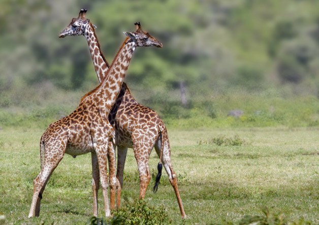 A pair of giraffes