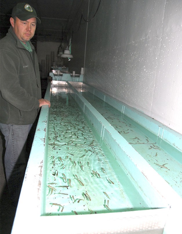 25,000 steelhead released in Tokul Hatchery break-in near Snoqualmie ...