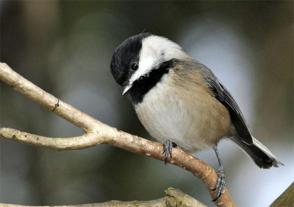 Chickadee's winter visit | Reader Photo