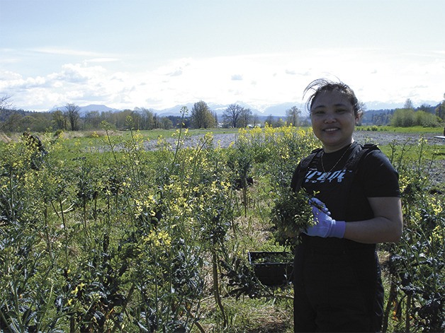 Sno-Valley Harvest volunteer Nancy Wen collects kale rapini