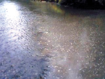 North Bend resident Bryan Townley used his cell phone to snap a photo of brownish waer discharging from a North Bend pipe on Sunday