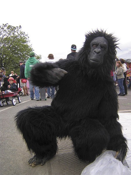 Gentle 'apes' looking for recycling opportunities while interacting with passersby