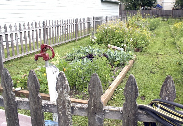 Downtown Snoqualmie’s P-Patch garden on Silva Street offers locals a space to exercise green thumbs.