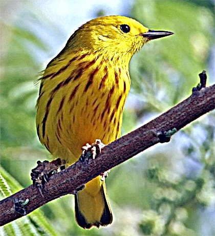 The Yellow Warbler can be found by enterprising birders in Western Washington. The bird mainly eats insects and spiders