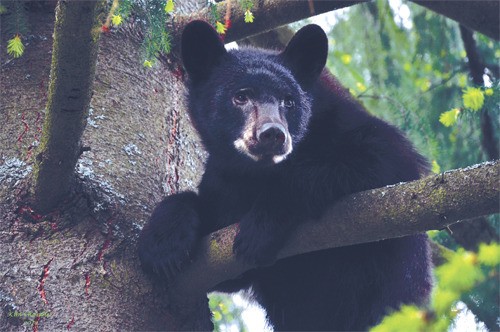 Sightings of bears have been frequent this summer on Snoqualmie Ridge.