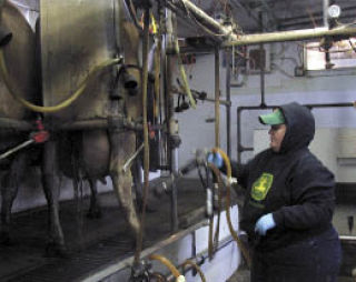 Ann Marie Magnochi milks cows at Carnation’s Two Sisters Dairy — one of the Valley’s last dairies.