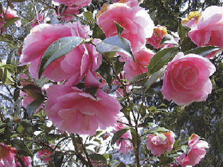 Leila Foley snapped this shot of blooming peonies on Tuesday