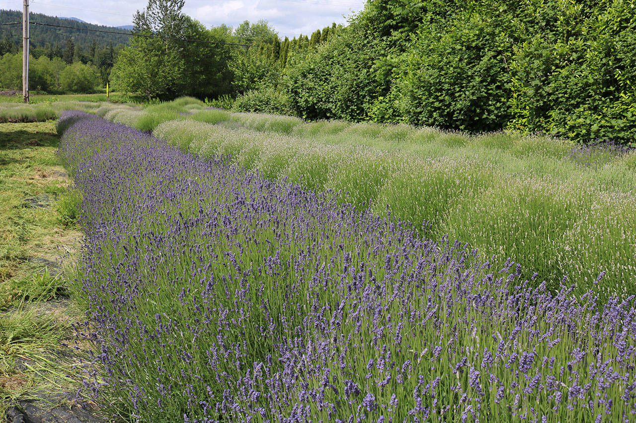 Ivy Cheung runs a small, 1-acre lavender farm on her Fall City property. Lavender blooms in force during July. Aaron Kunkler/Staff photo