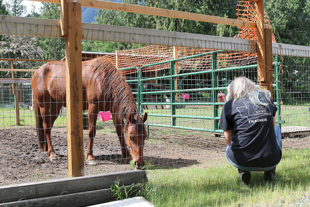 Stephanie Quiroz/staff photo                                Deanna Hyatt feeds her mustang, Nova, in order to gain her trust.