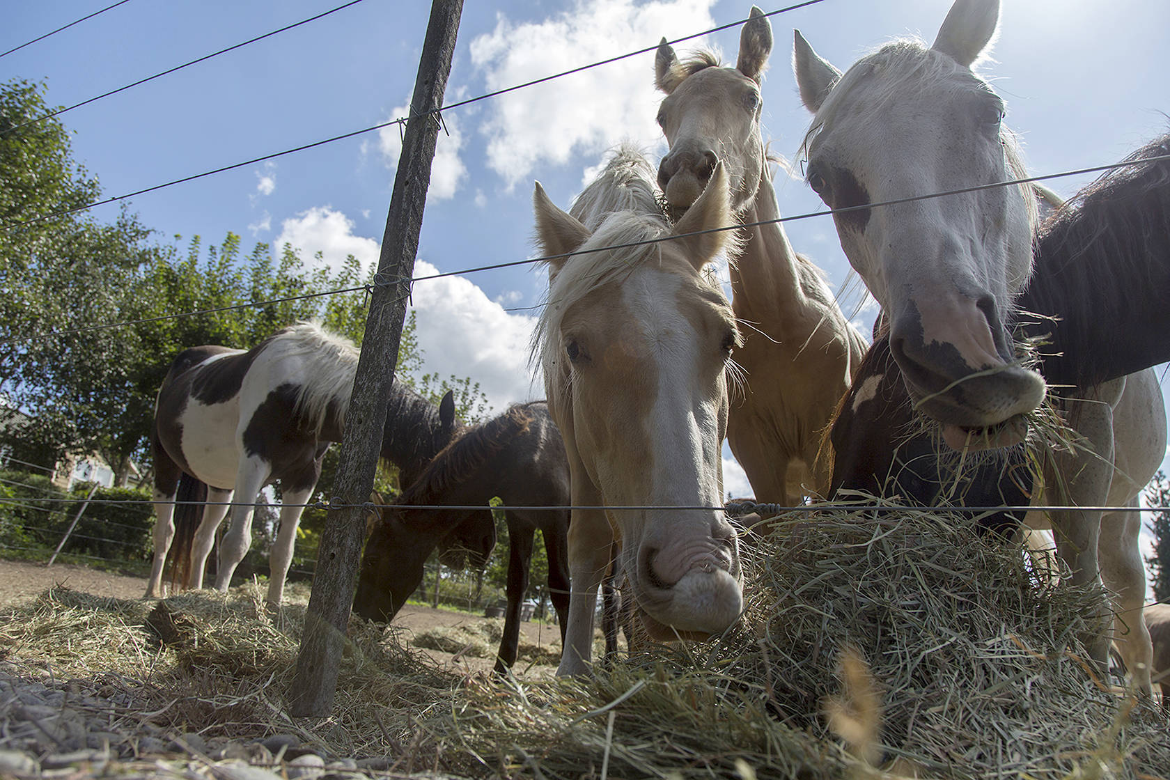 More than 100 horses are being hoarded by a nonprofit in Puget Sound ...