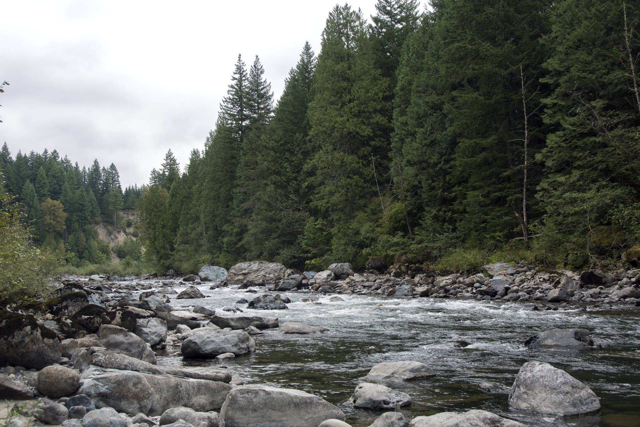 Citizens are concerned with what continued development means for the health of the Snoqualmie River. Three forks of the river converge north of the city. Ashley Hiruko/file photo