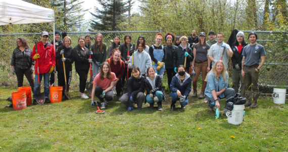 Photo courtesy of the Snoqualmie Valley School District. Members of Mount Si High School’s Green Team and the Snoqualmie Tribe Habitat Restoration Team partnered up to perform a restoration event at Kimball Creek Slough on Earth Day. The two groups, alongside community members, planted native trees and shrubs and removed English ivy, blackberry and other invasive plants.