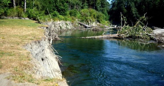 Conor Wilson / Valley Record 
An eroded bank along the Snoqualmie River at Sandy Cove Park.