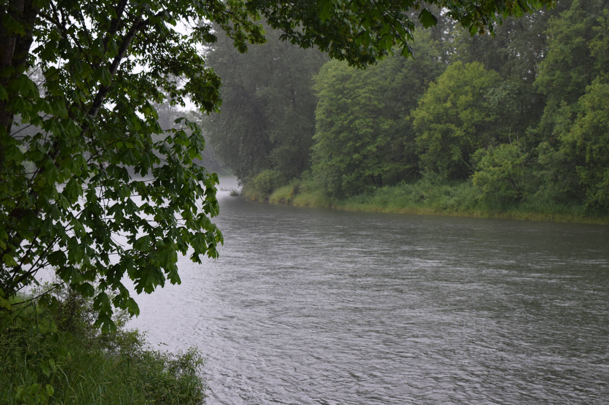 A view of the Snoqualmie River from Downtown Fall City. Photo by Conor Wilson/Valley Record