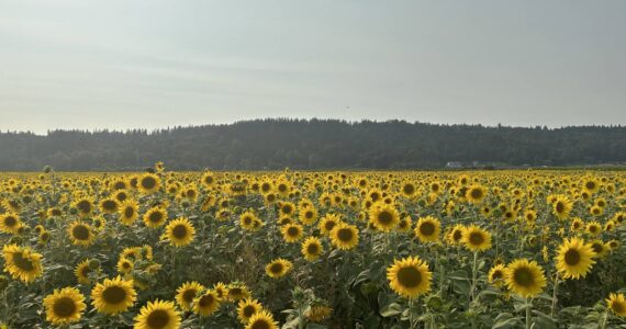 (Photo courtesy of the Snoqualmie Valley Sunflower Festival)