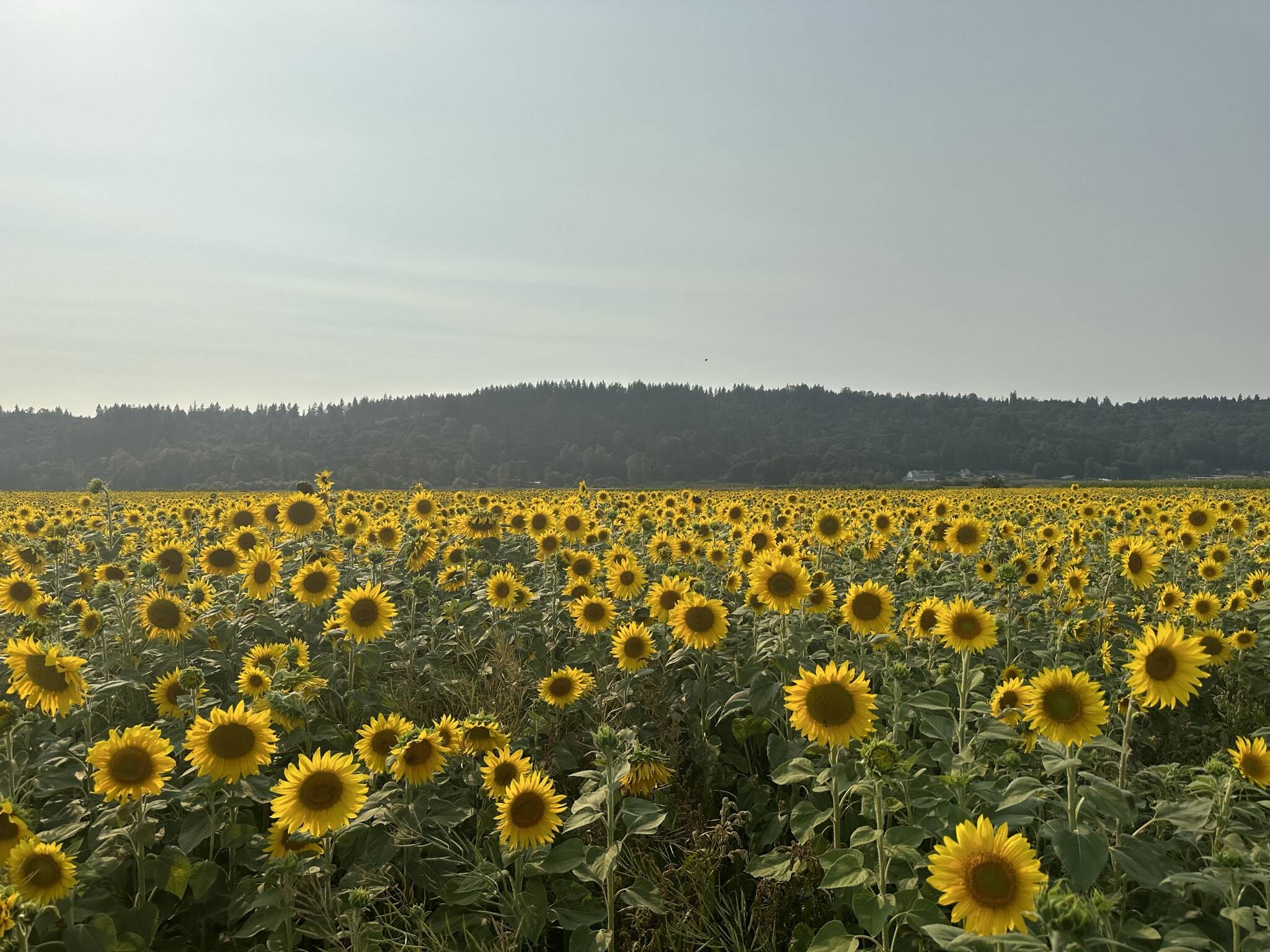 (Photo courtesy of the Snoqualmie Valley Sunflower Festival)