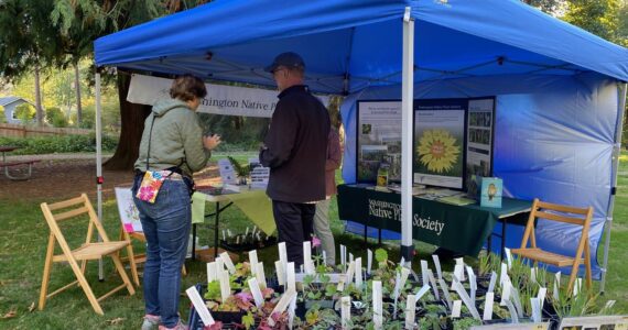 The Washington Native Plant Society teaches about the importance of native plants and offers plants for sale at Oaktoberfest 2023. Courtesy of Terry Pottmeyer