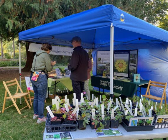 The Washington Native Plant Society teaches about the importance of native plants and offers plants for sale at Oaktoberfest 2023. Courtesy of Terry Pottmeyer