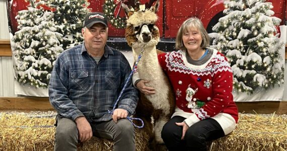 Cascade Rose Alpacas in Carnation is hosting its seventh annual Fleece Navidad every weekend from Nov. 23 to Dec. 22. Courtesy of Cascade Rose Alpacas