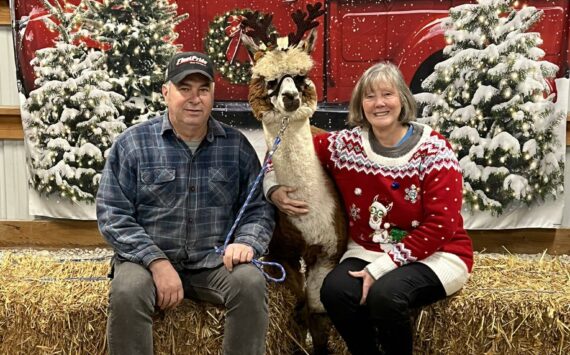 Cascade Rose Alpacas in Carnation is hosting its seventh annual Fleece Navidad every weekend from Nov. 23 to Dec. 22. Courtesy of Cascade Rose Alpacas