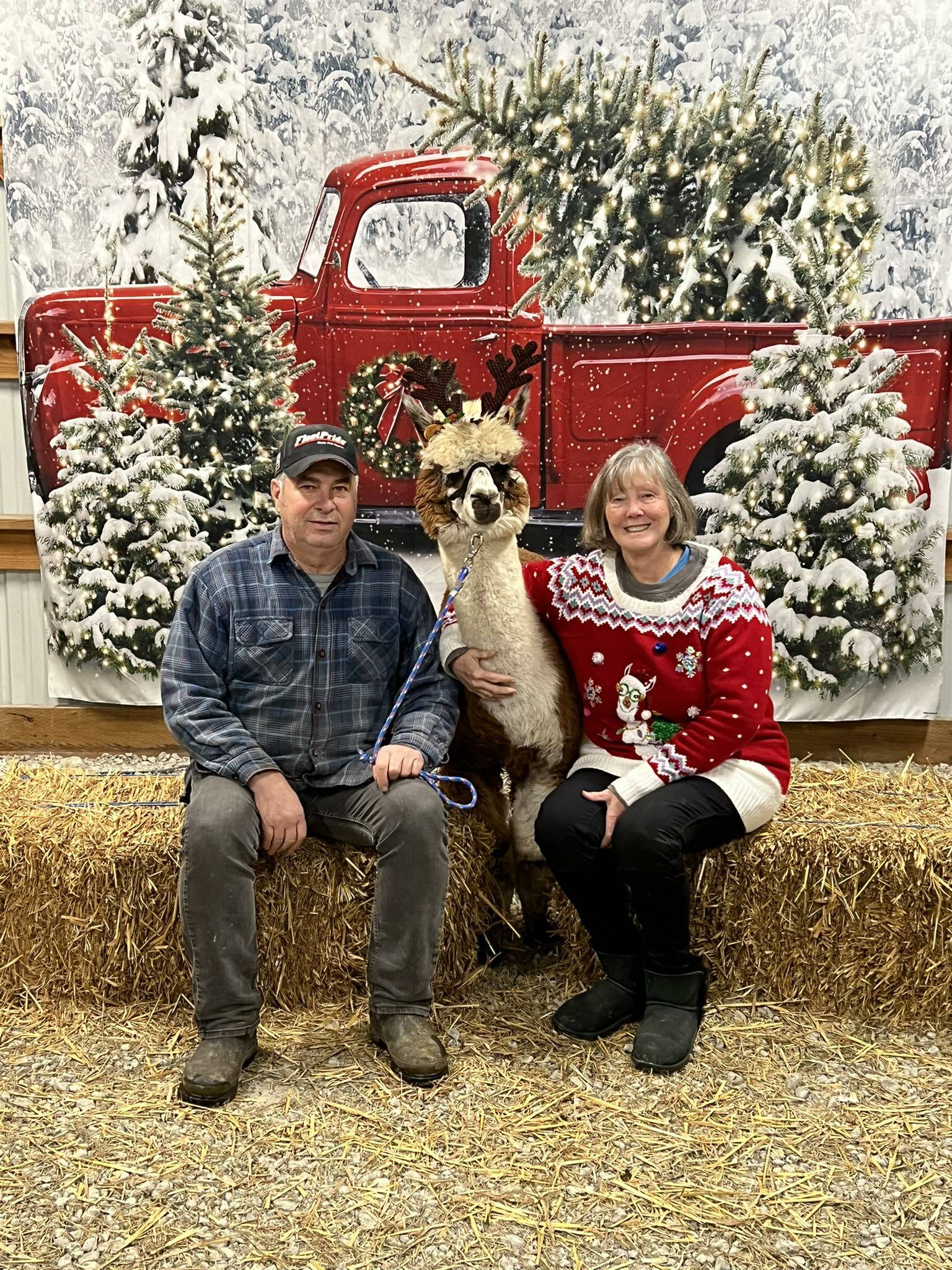 Cascade Rose Alpacas in Carnation is hosting its seventh annual Fleece Navidad every weekend from Nov. 23 to Dec. 22. Courtesy of Cascade Rose Alpacas