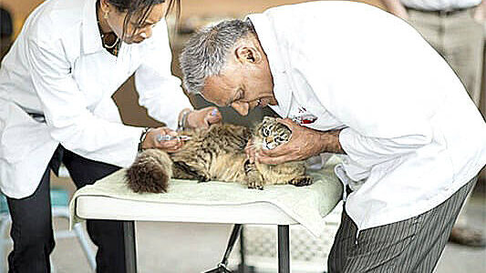 Volunteer veterinary staff help out at a free vaccination clinic hosted by Valley Animal Partners. Photo by Kelly Swedick