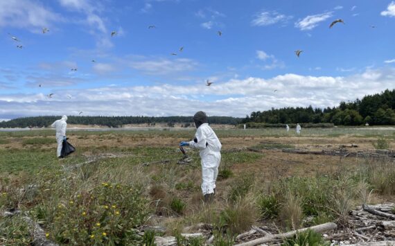 Washington Department of Fish and Wildlife staff clean up Caspian tern carcasses during the bird flu outbreak on Rat Island in Jefferson County, 2023. Photo courtesy of Katherine Haman